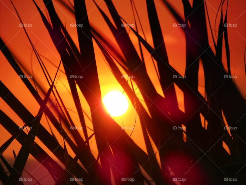 Sun behind the bamboo at Palinuro.