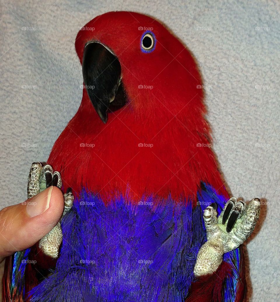 Playful Red Parrot 