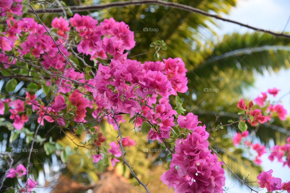 Pink Flowers 