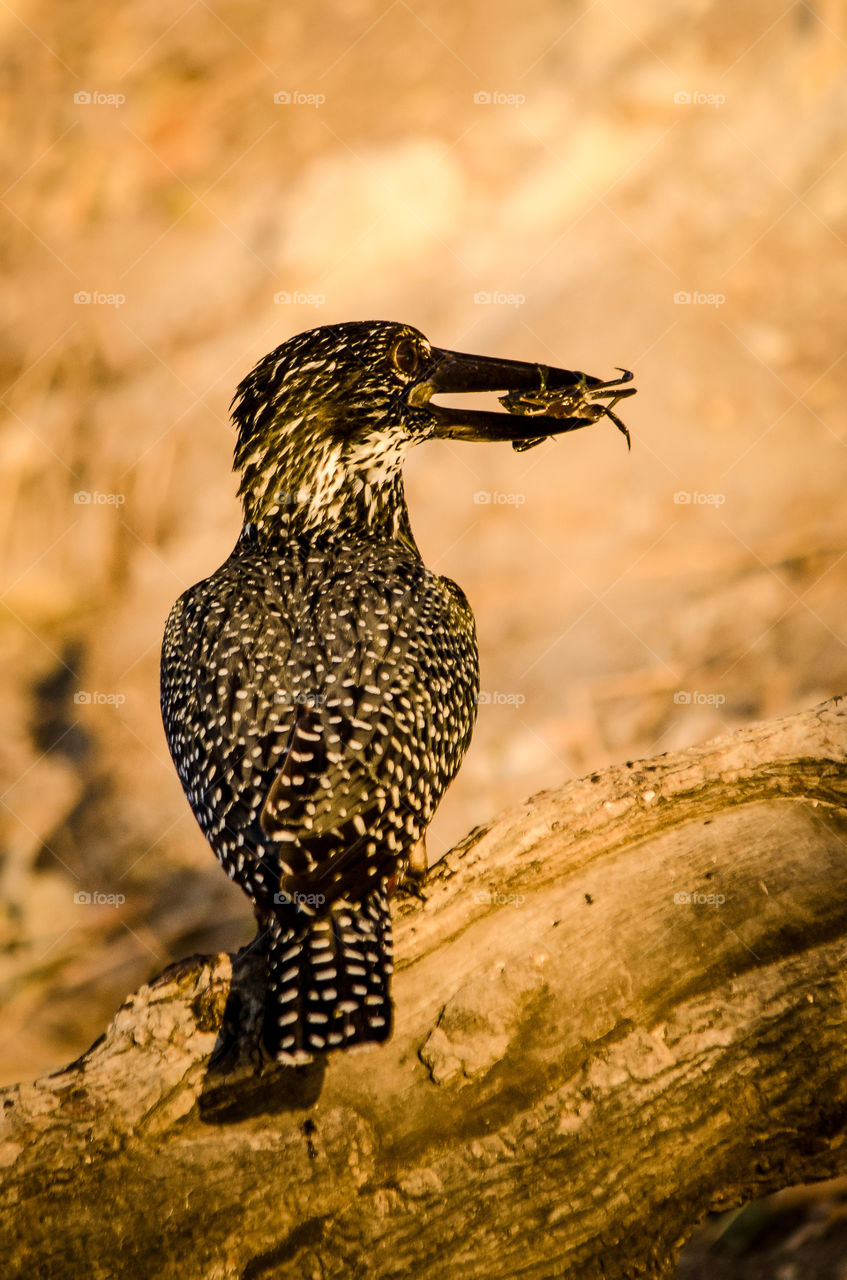Close up image of kingfisher and a bug it caught, sitting on a rock at sunset. Image from Africa