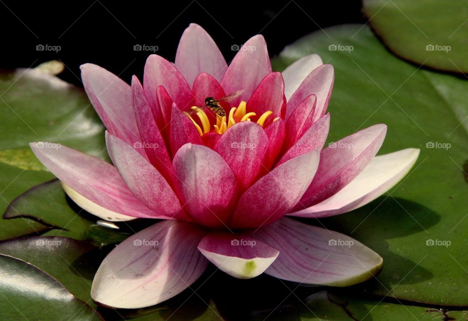 pink lotus
