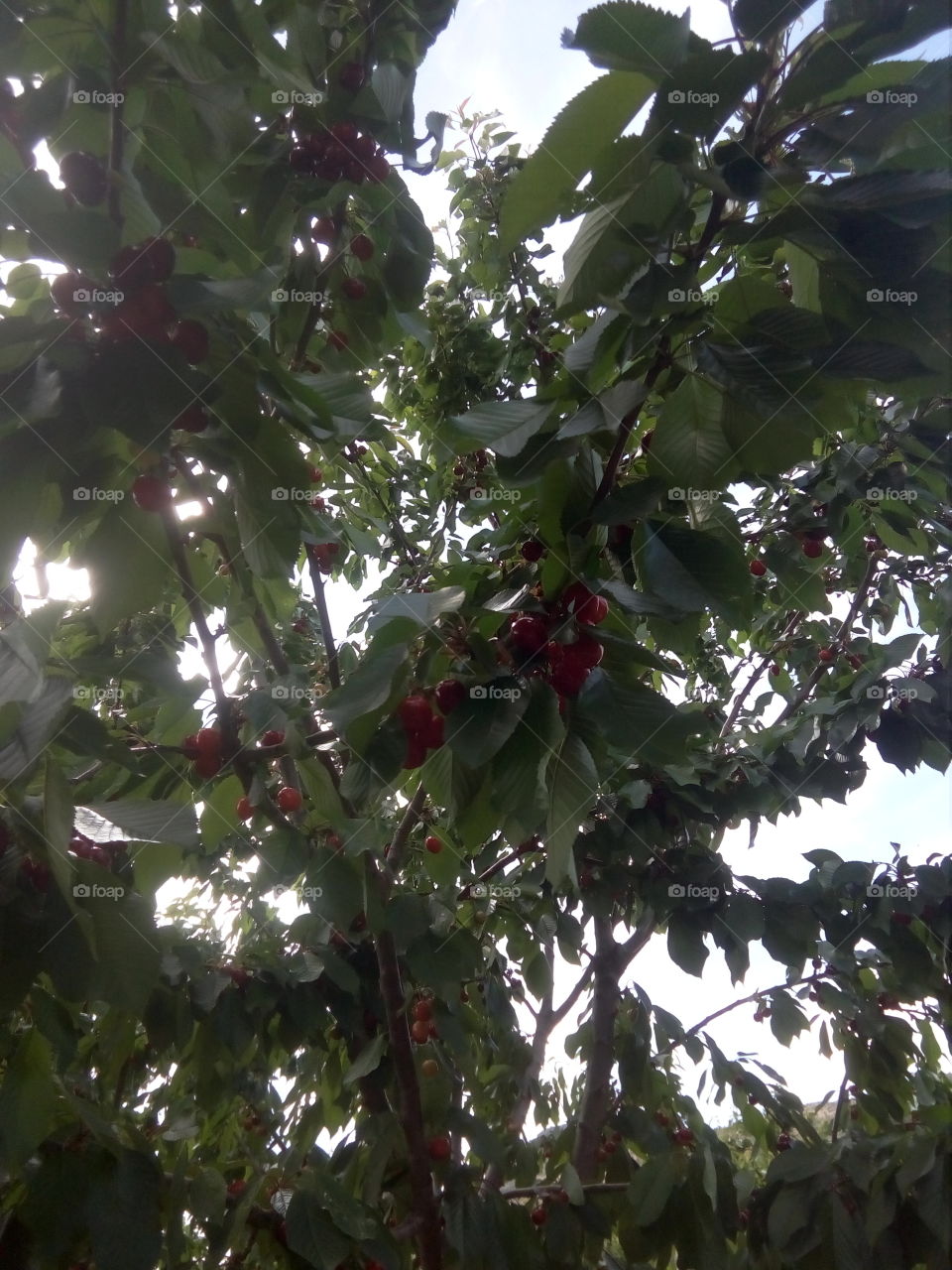 cherry un the tree