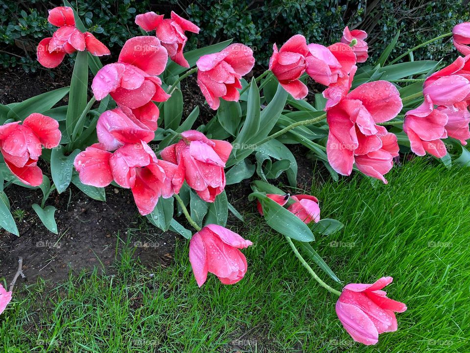 Tulips after a spring shower 