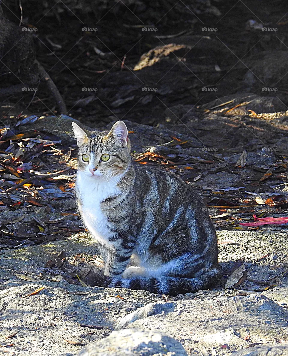 cat