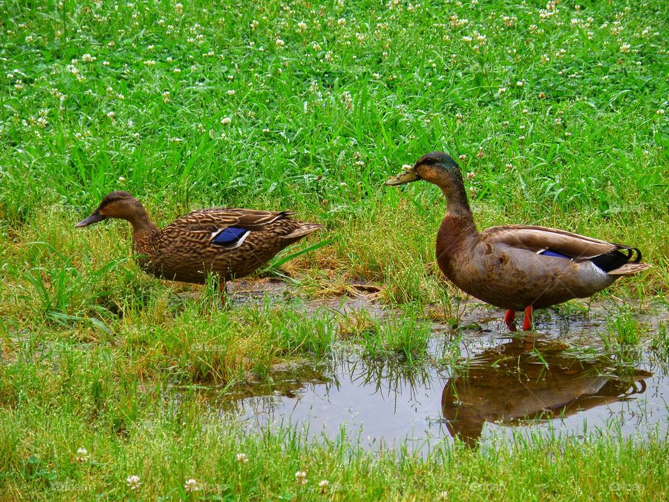 Looks like a duck...