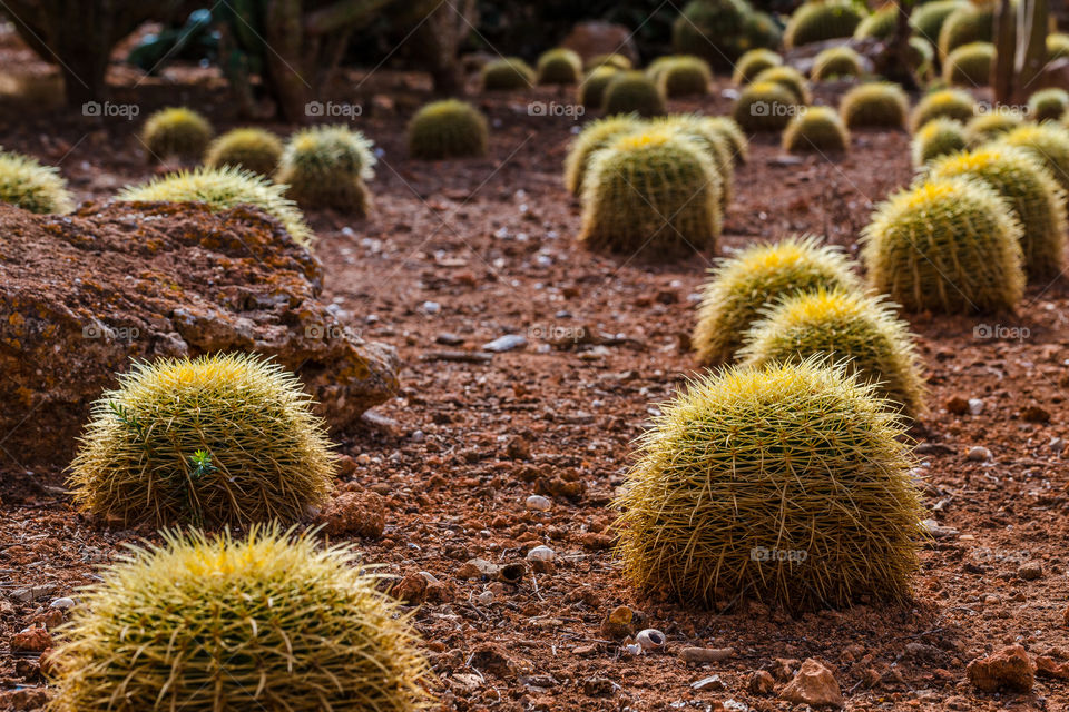 Cactus