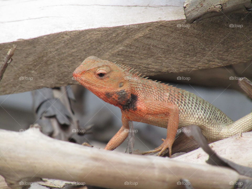 The oriental garden lizard, eastern garden lizard, bloodsucker or changeable lizard (Calotes versicolor) is an agamid lizard found widely distributed in indo-Malaya