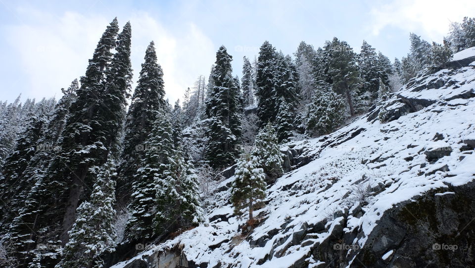 Forest after a snow storm