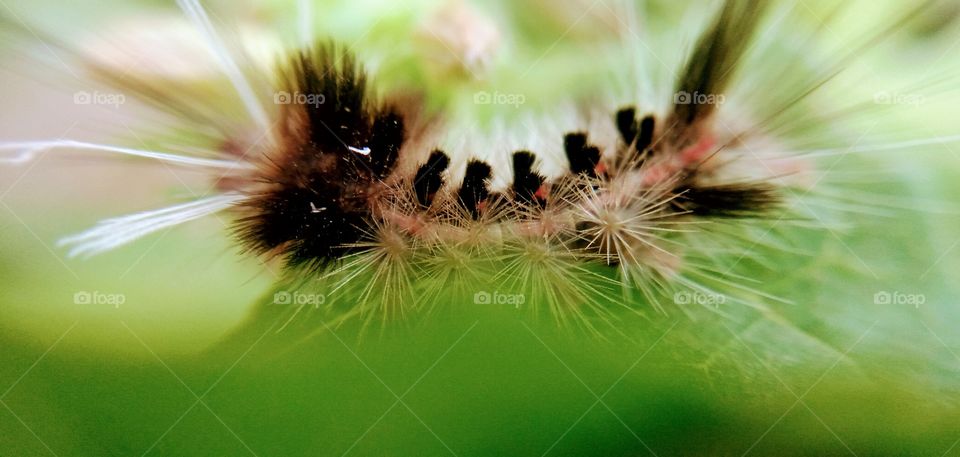 grub caterpillar