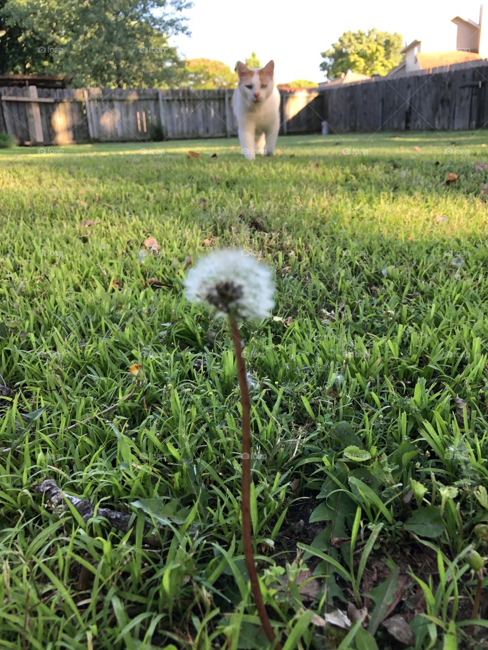 Enjoyment in the yard