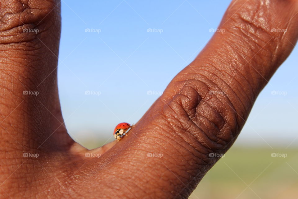 ladybug