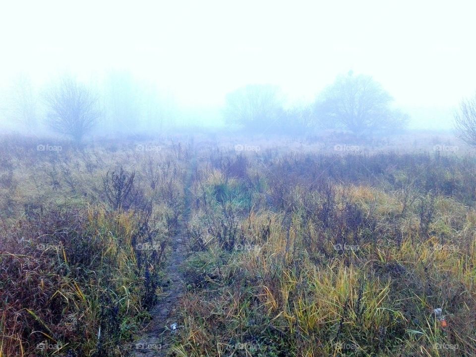 foggy lands