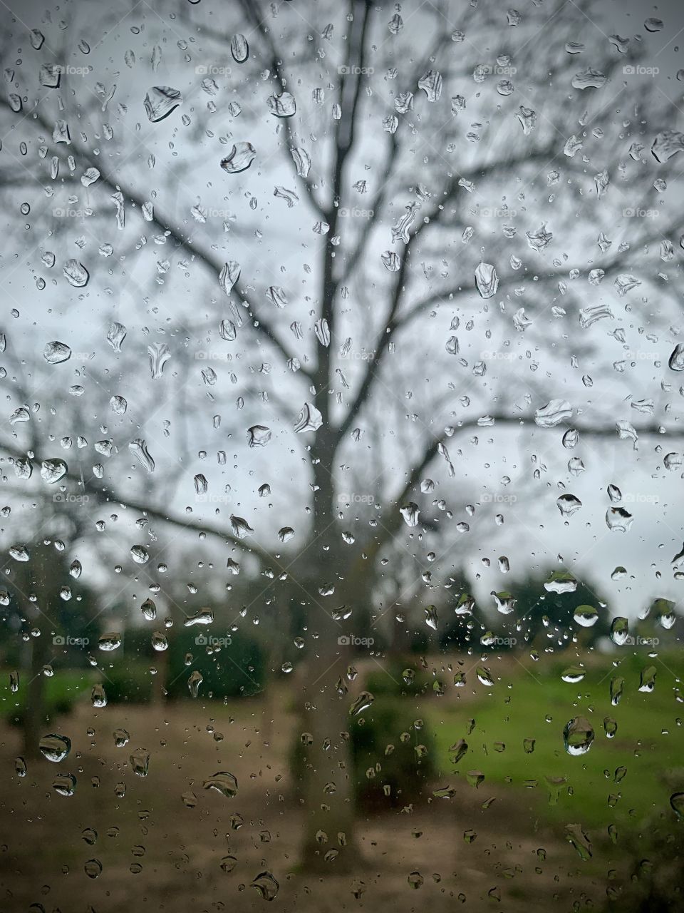 Trees in the rain and raindrops on the window 