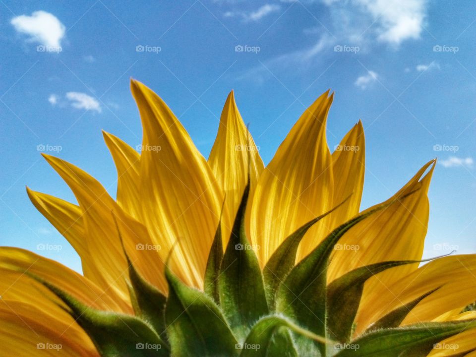 sun flower and beautiful blue sky background