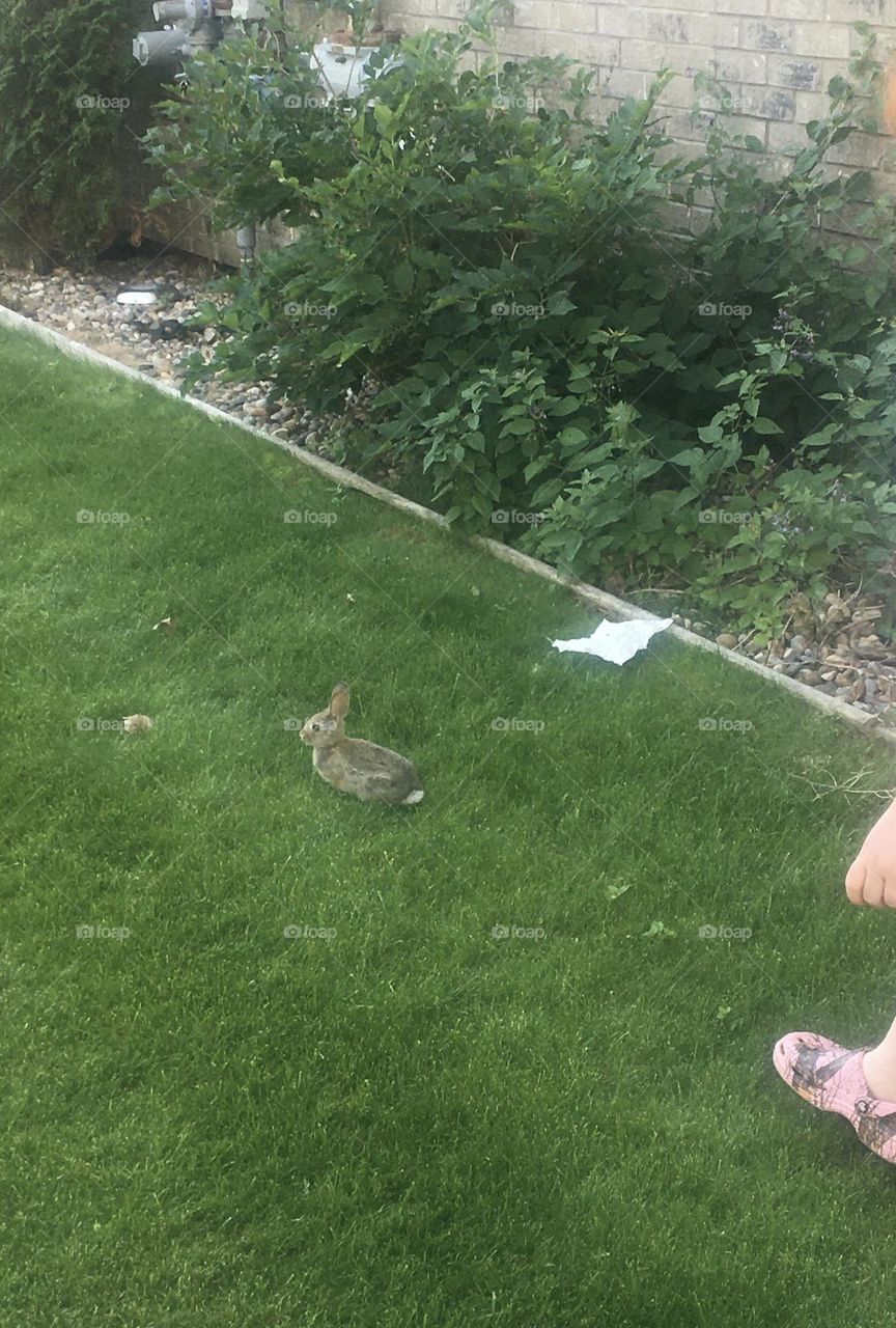 Cute, little, wild, bunny rabbit, sitting in lush green grass in a yard, during the day in summer, getting ready to hop away from this young girl, who only wants to pet and cuddle it