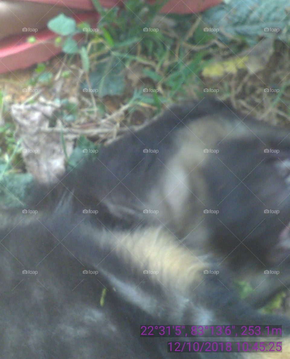 Happy Pat with solid gold.