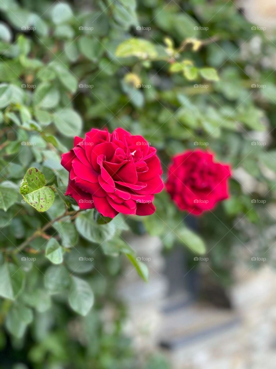 Two red roses