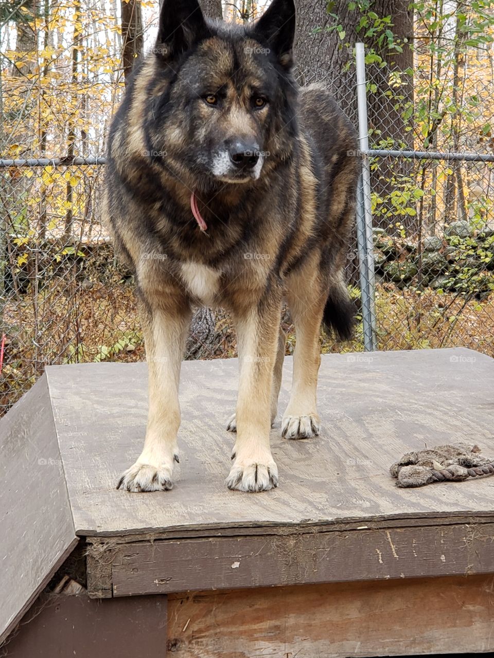 Wolf at sanctuary.