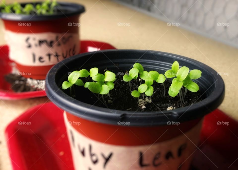 Lettuce sprouts growing inside in  burnt orange containers