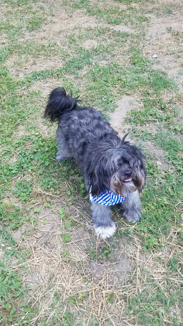 Tibetan Terrier with long hair covering eyes