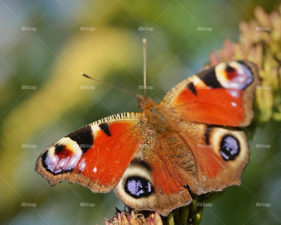 Peacock butterfly