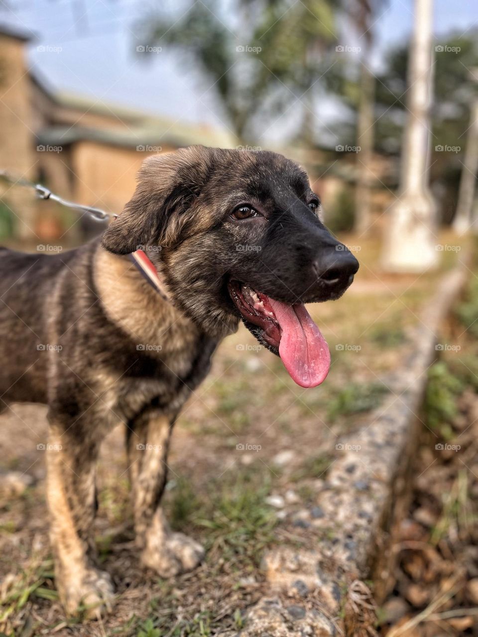 cute little Caucasian dog