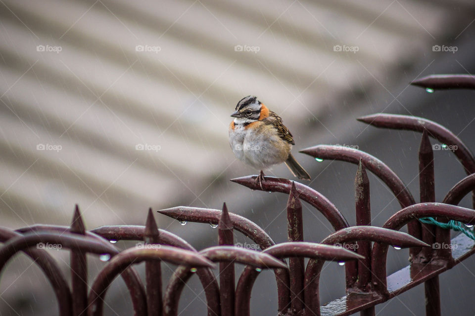 Bird in the rain