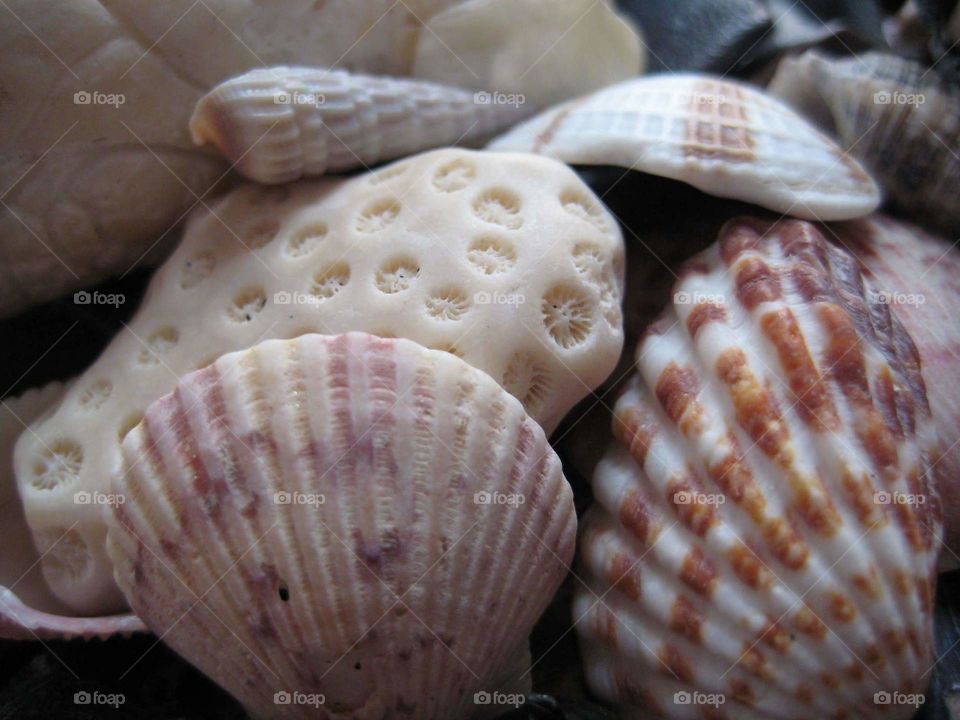shell