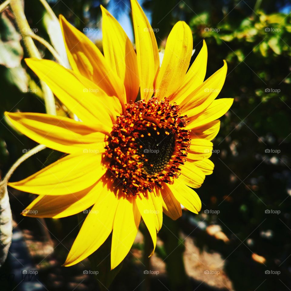 Sun flowers