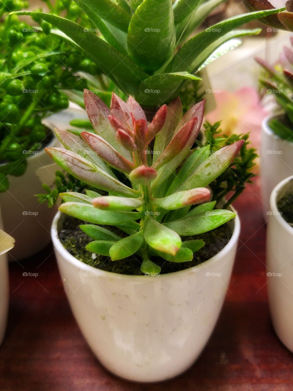 What the pots contain