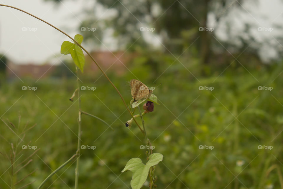 butterfly