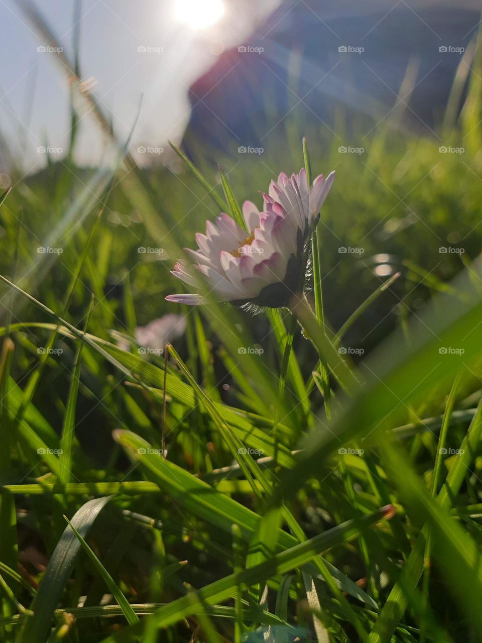 a portrait of a half closed daisy standing in the grass of a garden during a sunny day.