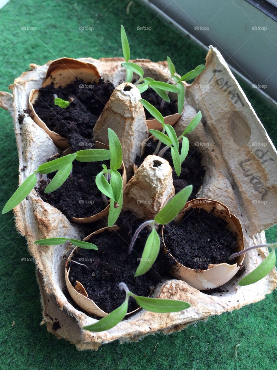 Planting in eggshell. Planting