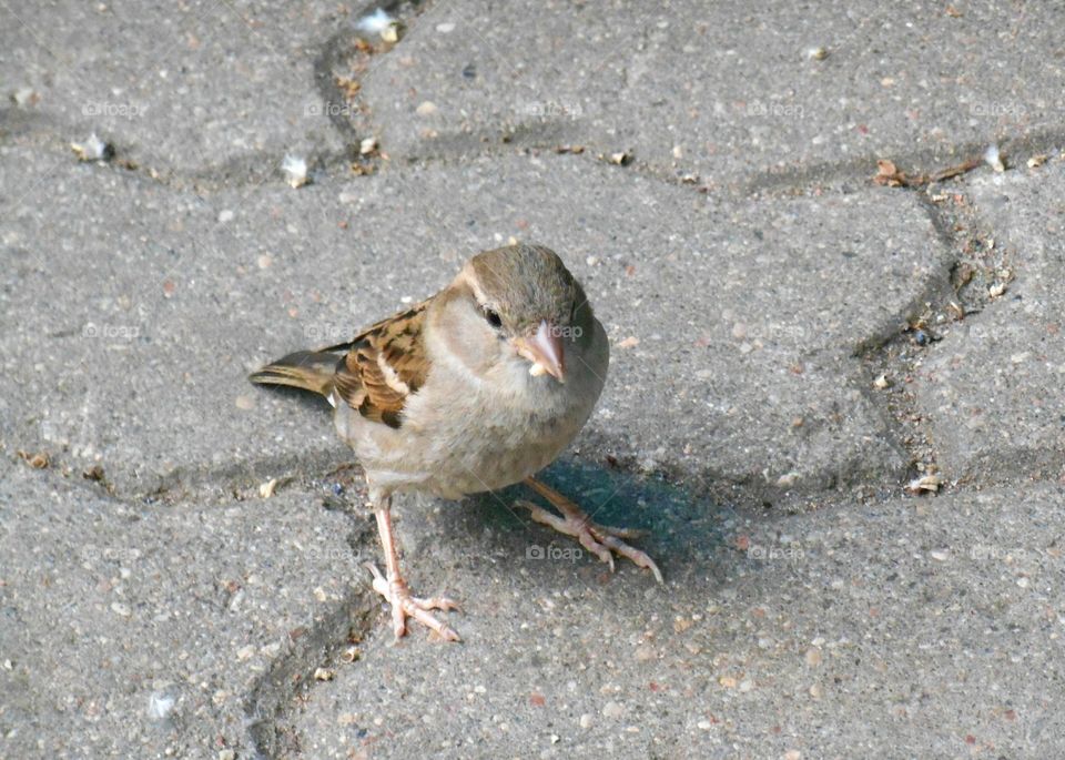 Bird, Wildlife, Nature, Animal, Little