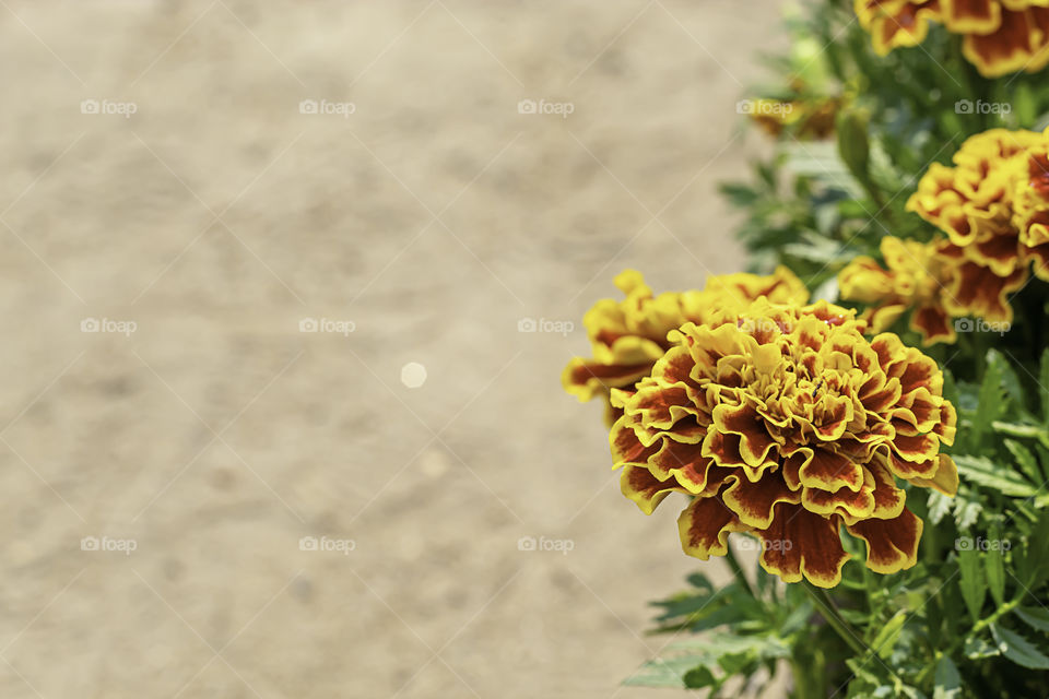 Insect on Yellow Marigold  flowers or Tagetes erecta in garden on green leaf background.