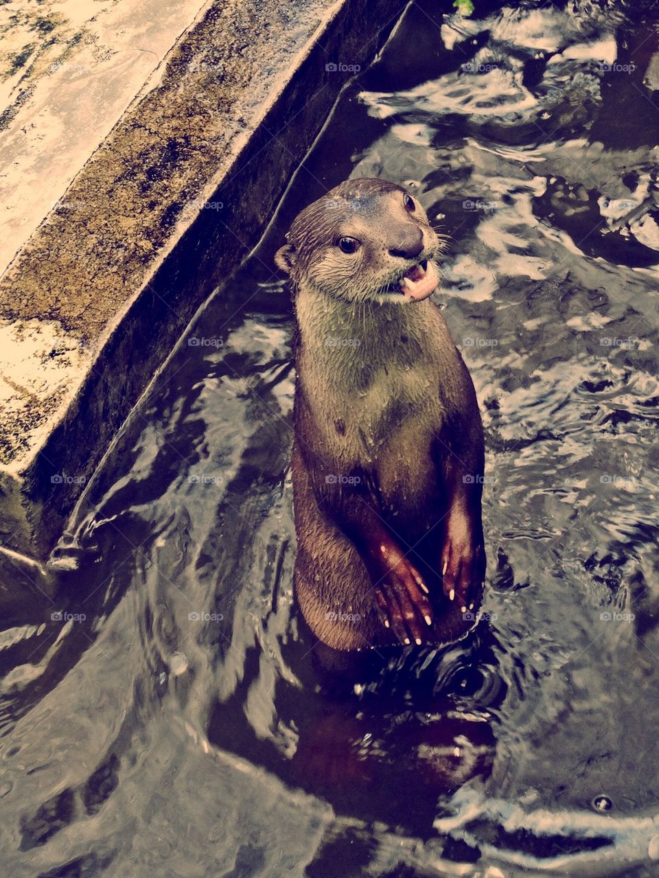 Nerd hairstyle otter