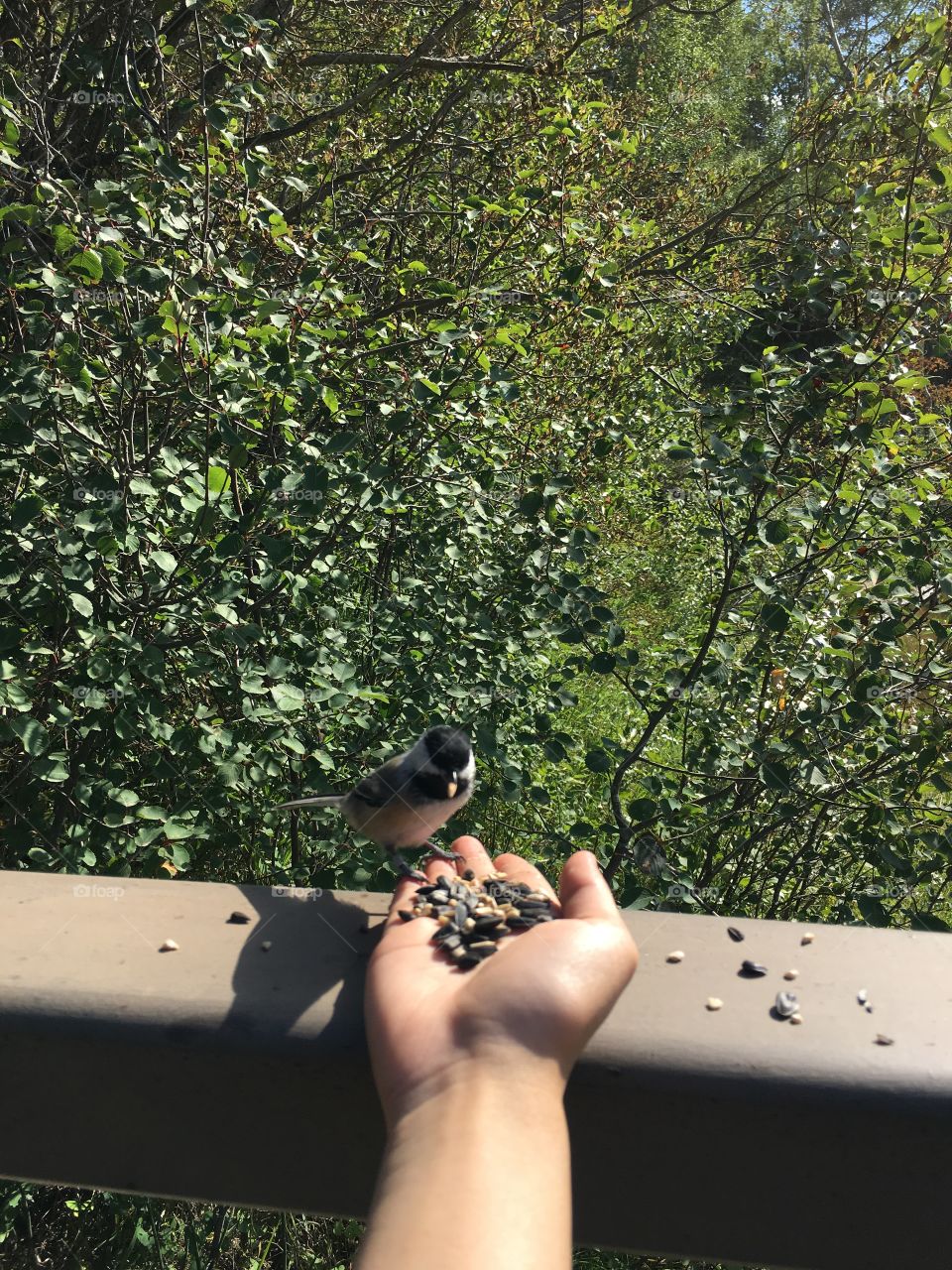 Tree, One, Bird, Outdoors, Nature