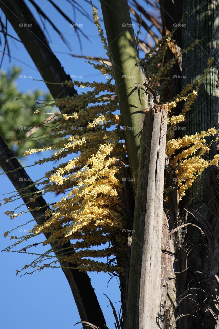 Flowers on a queen palm tree