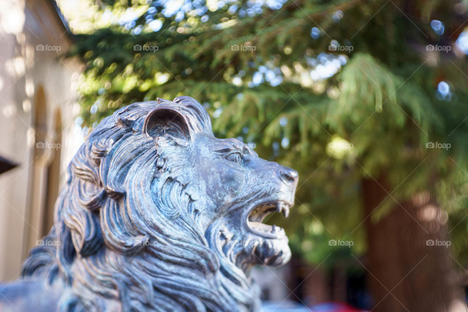 Library Lion