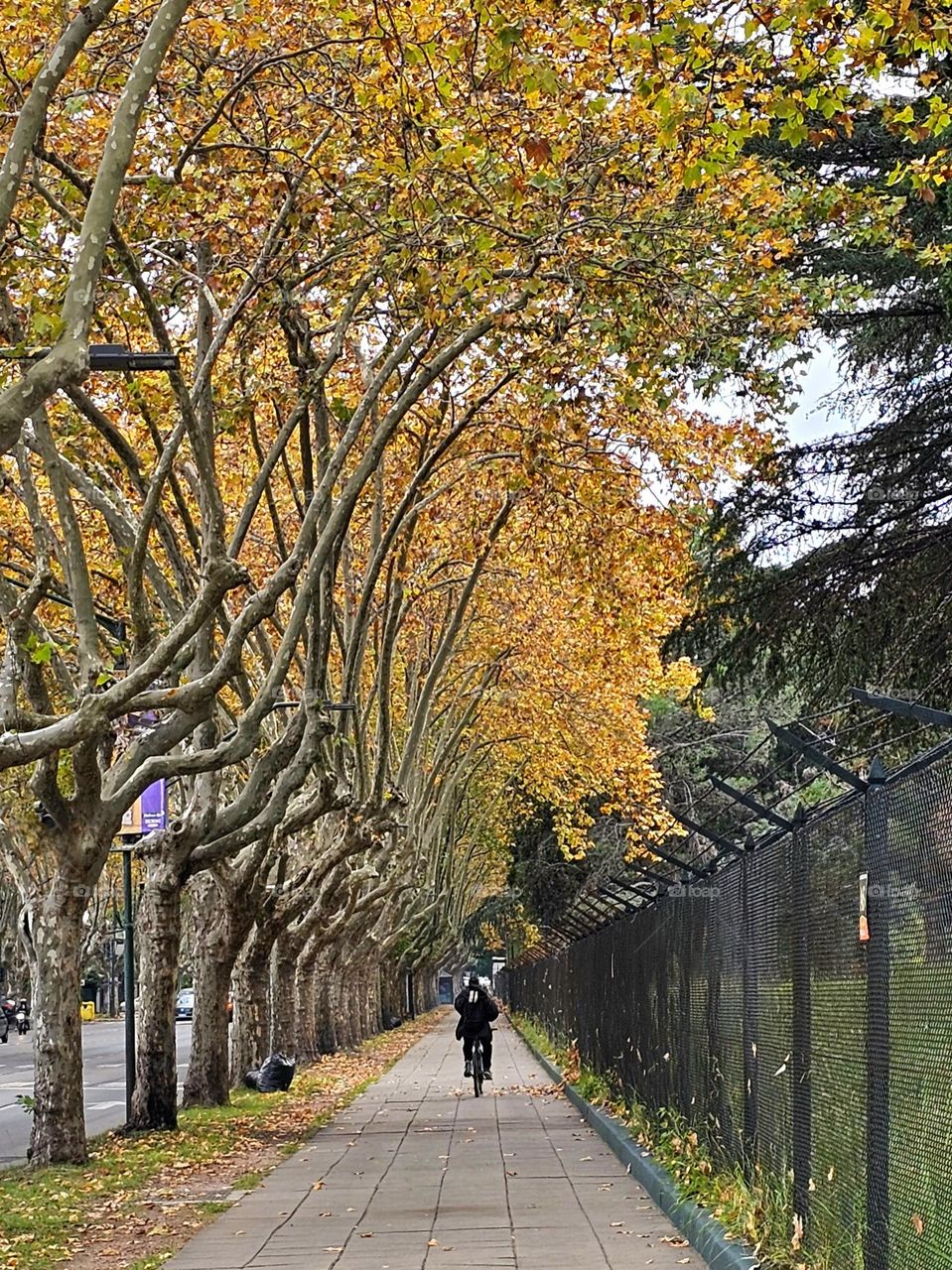 "Fall colors."  It's gorgeous to witness the changes in season. Yellow leaves on the trees announce the change and cooler weather coming ahead.