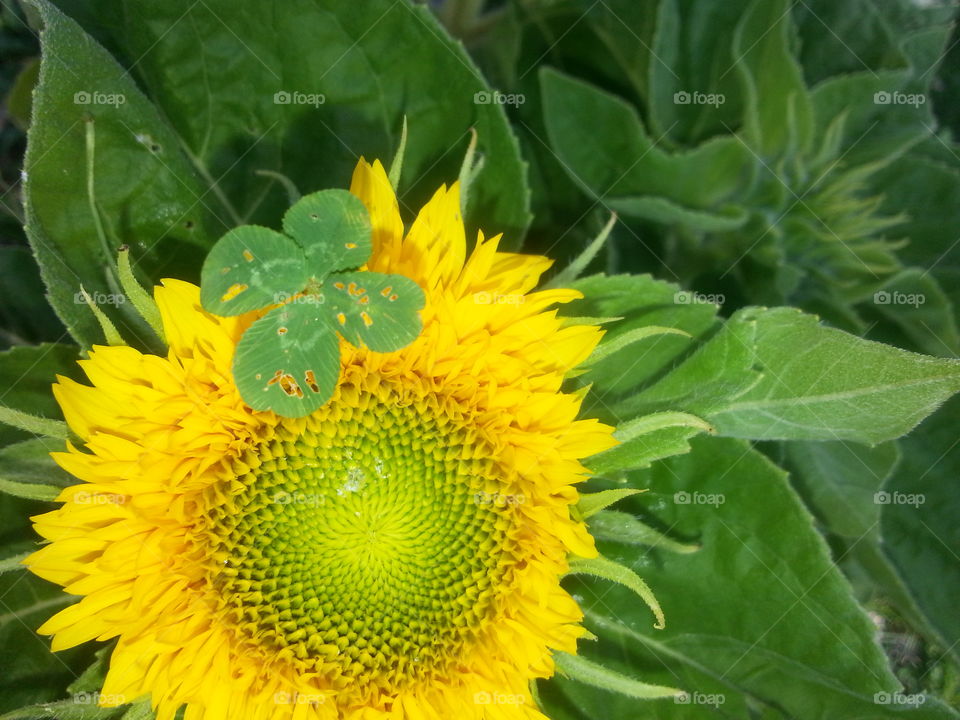 lucky sunflower. I found a 4 leaf clover and took a photo on a sunflower.