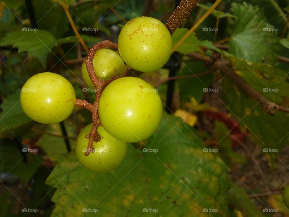 Florida grapes (muscadine)