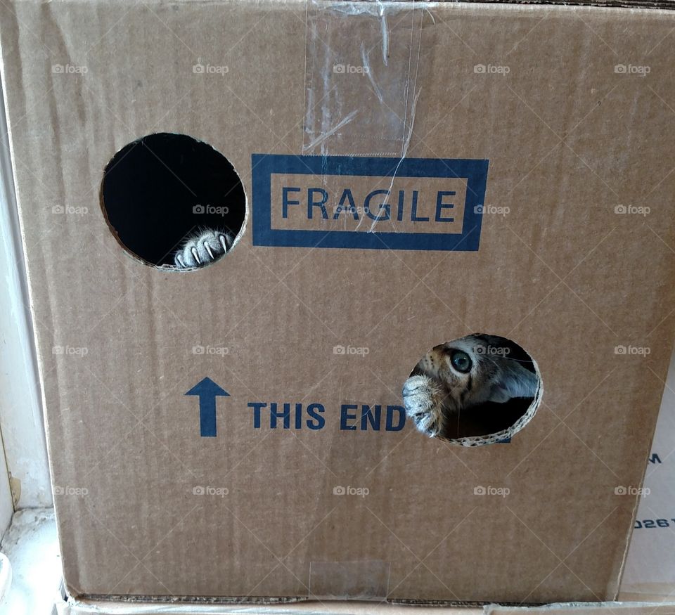 kitten playing in box