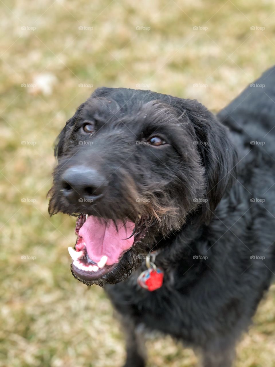 Black and brown Labradoodle face closeup 