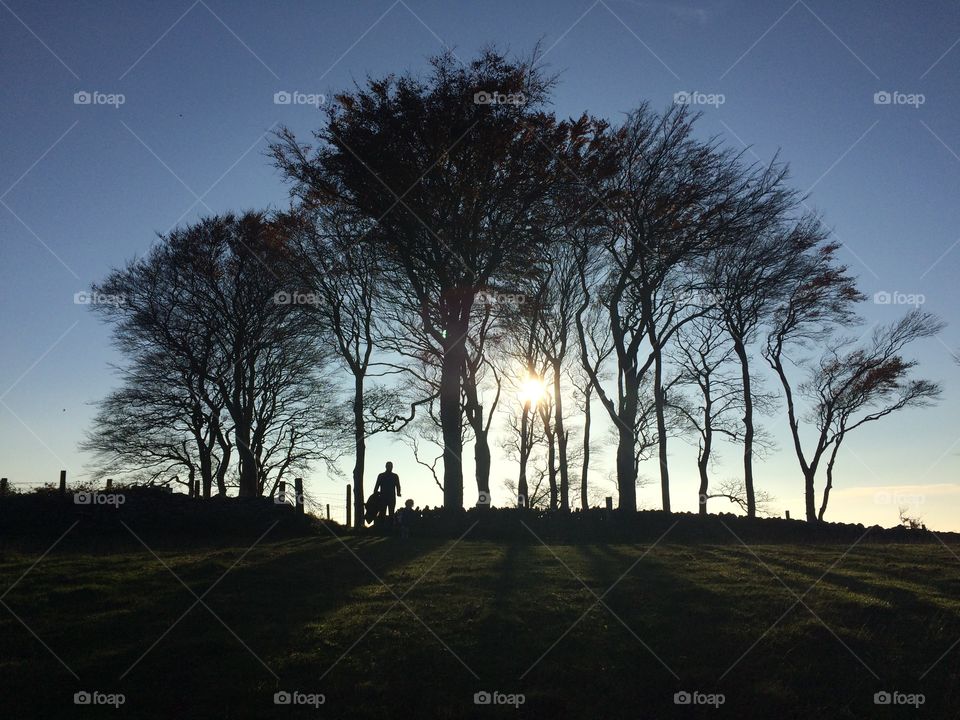 Butterfly Copse