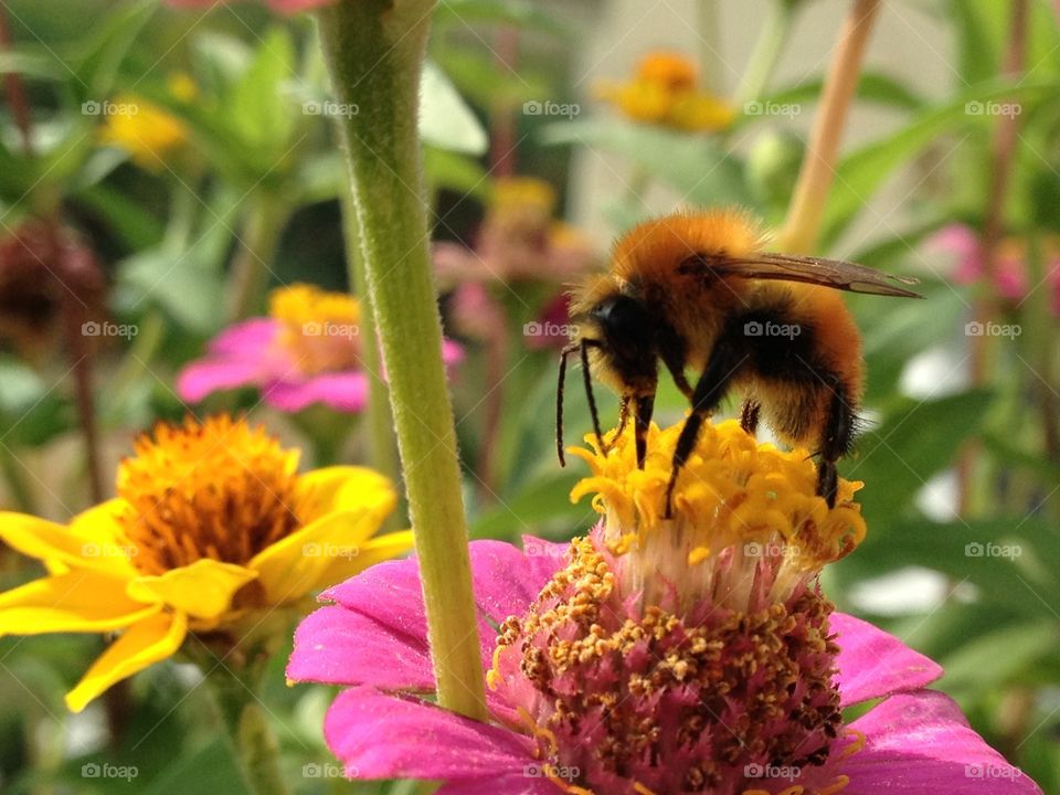 Near a big bee. A big bug look like a bee on a flower that sucks nectar