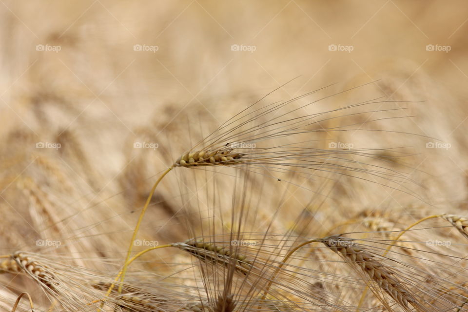 wheat