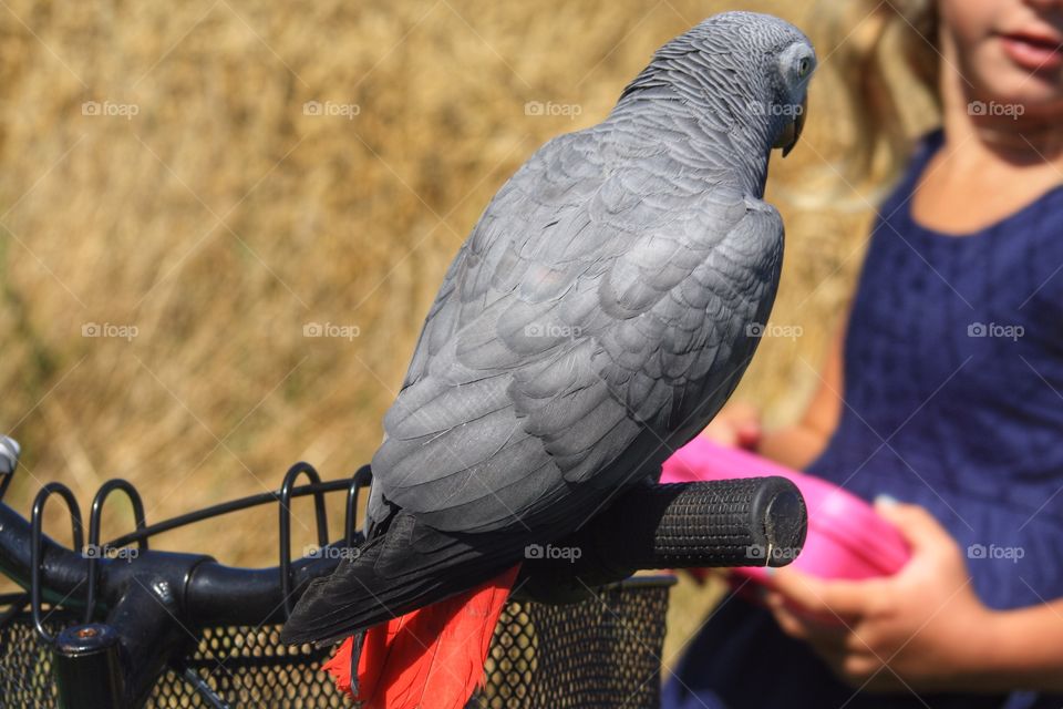 Parrot. On adventure with the family