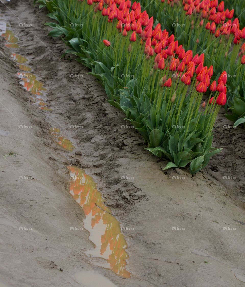 Tulip reflection