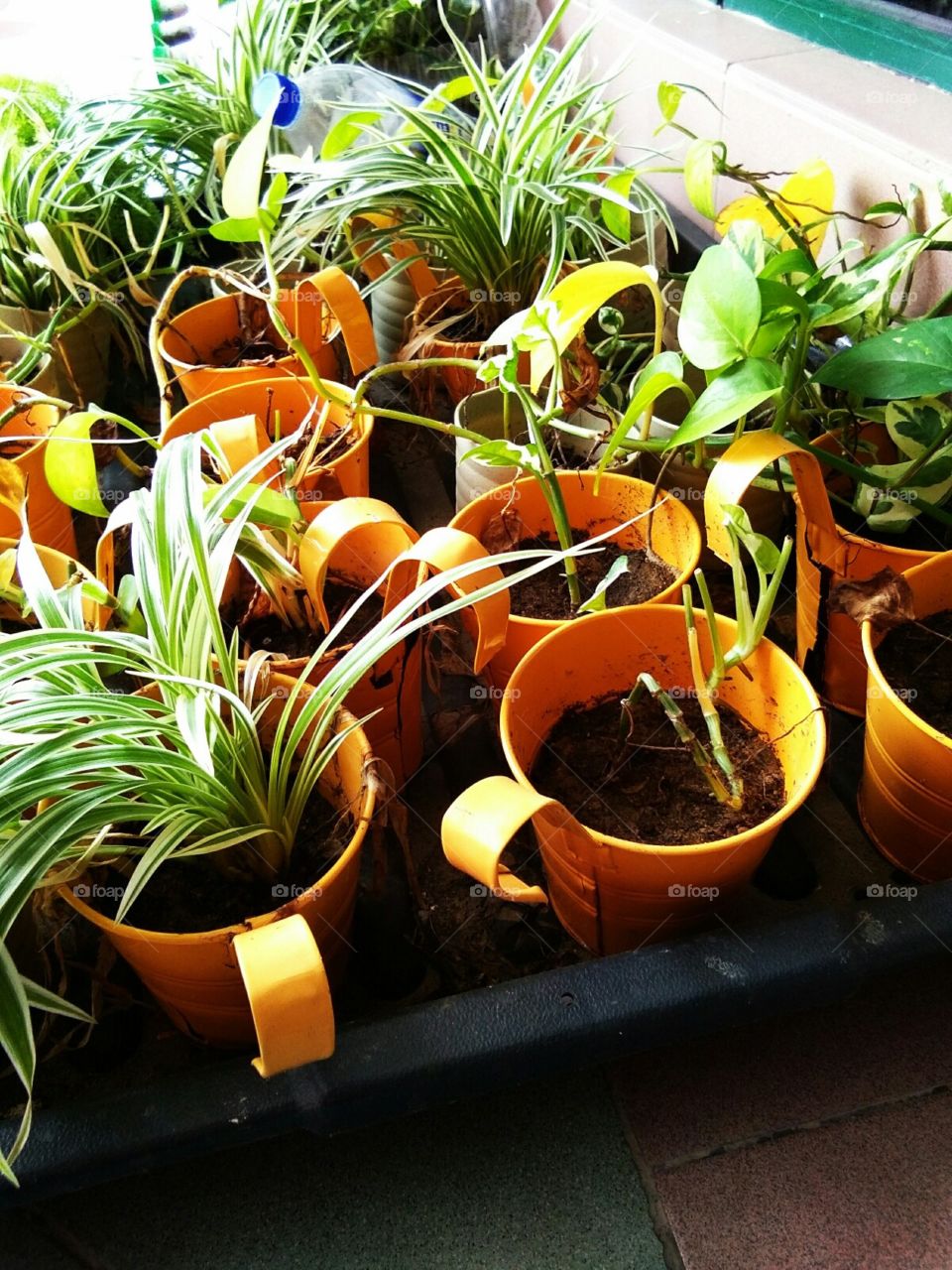 plastic cup,recycle to be a flower pot.save the earth